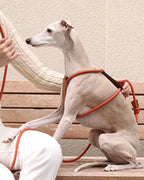 Essential Harness ORANGE