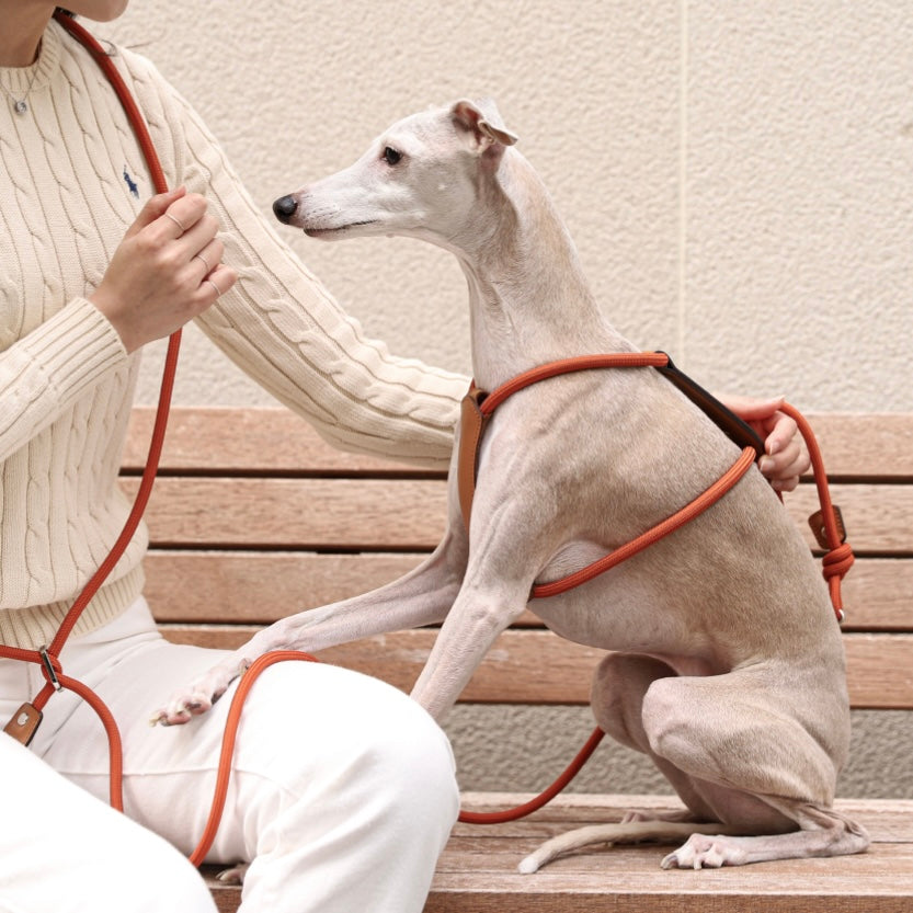 Essential Harness_ORANGE