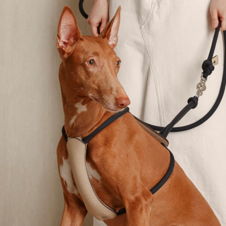 Essential Harness_NAVY