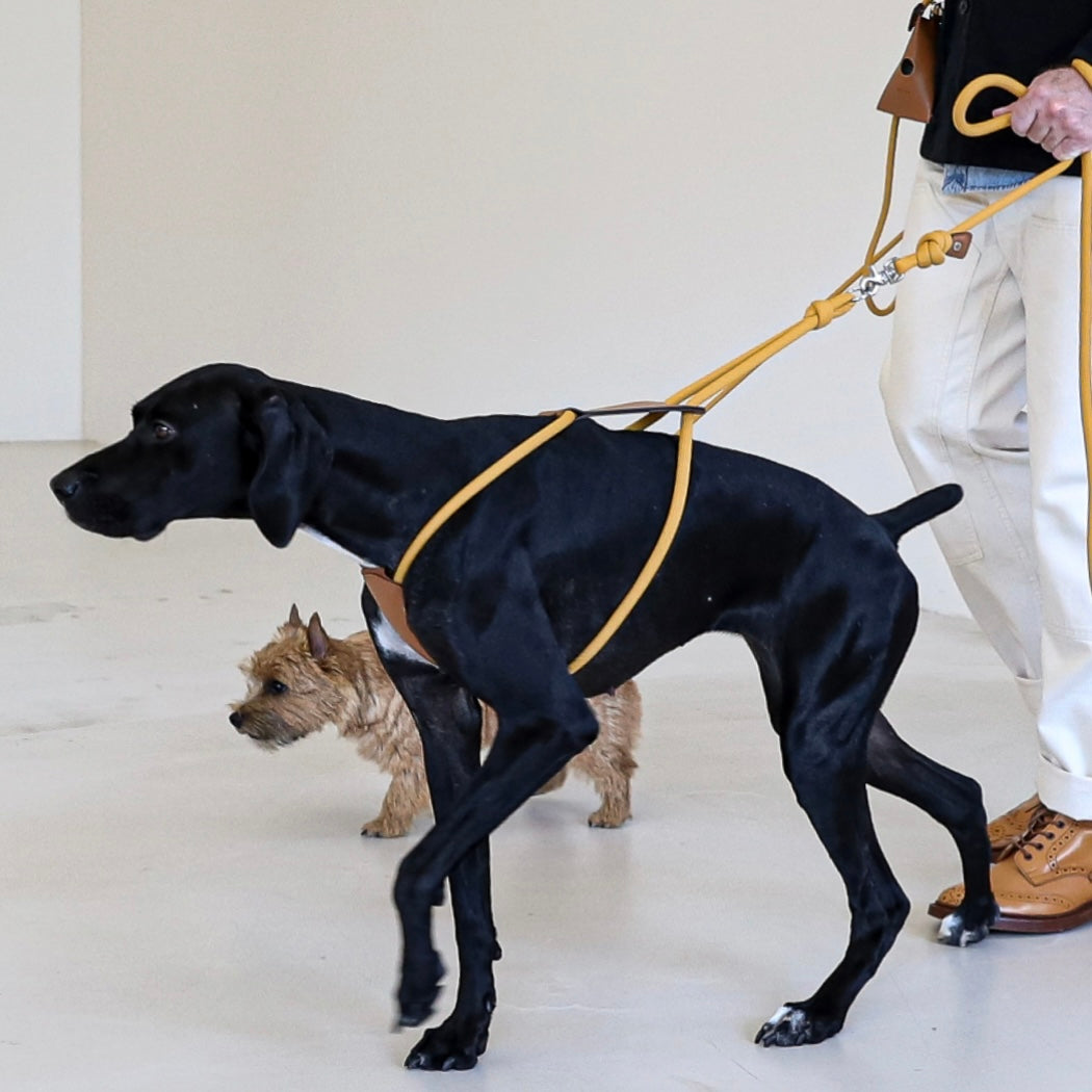 Essential Harness_MUSTARD