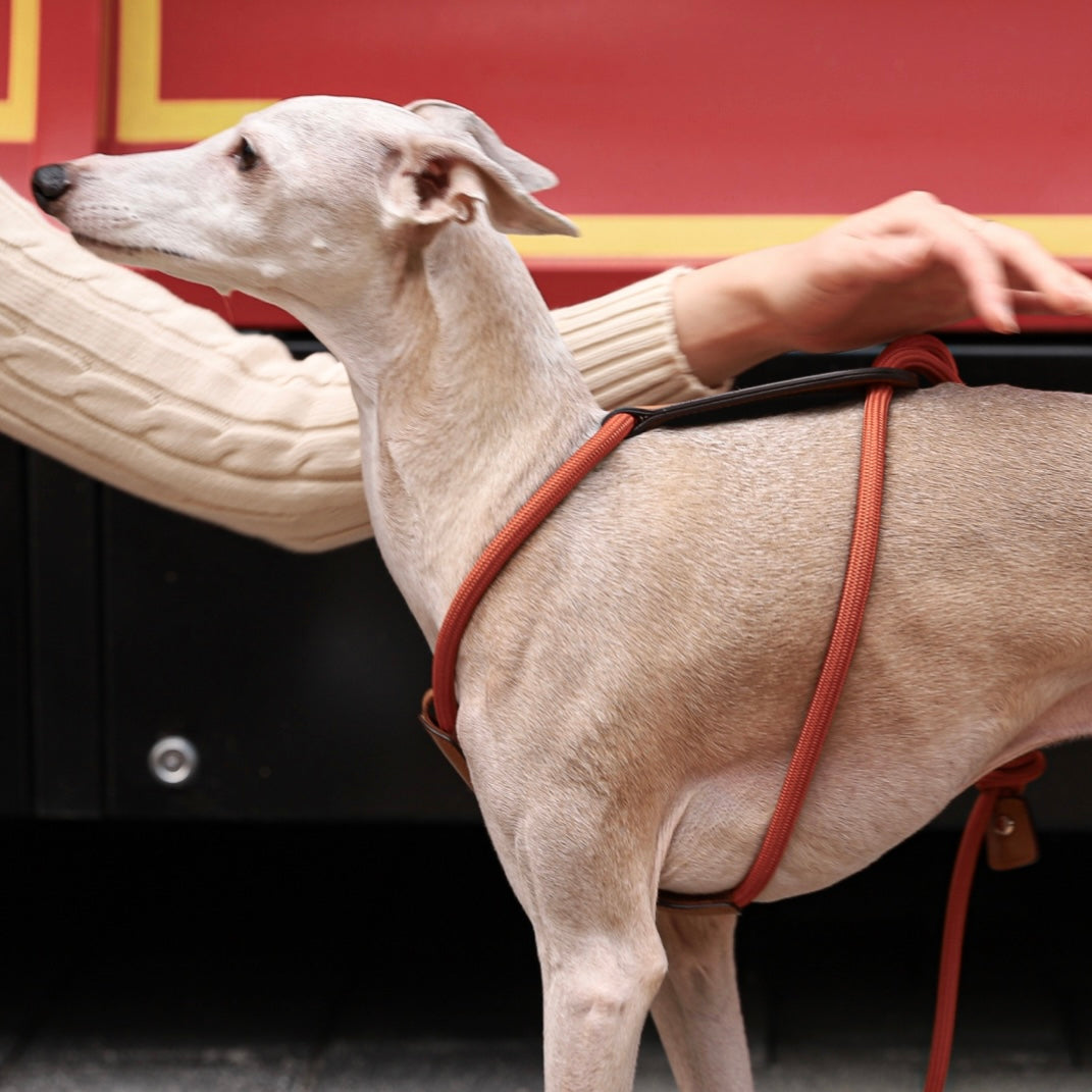 Essential Harness_ORANGE