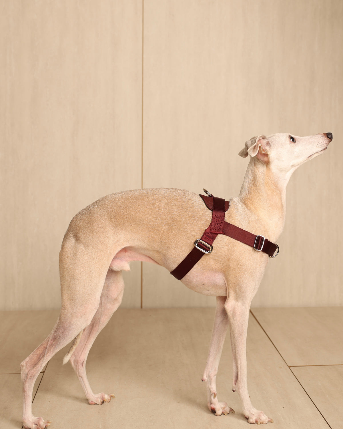[NEW] Bridle Harness BLCAK