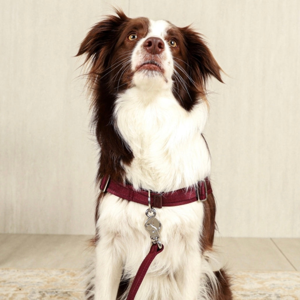 Horsebit Harness_BURGUNDY