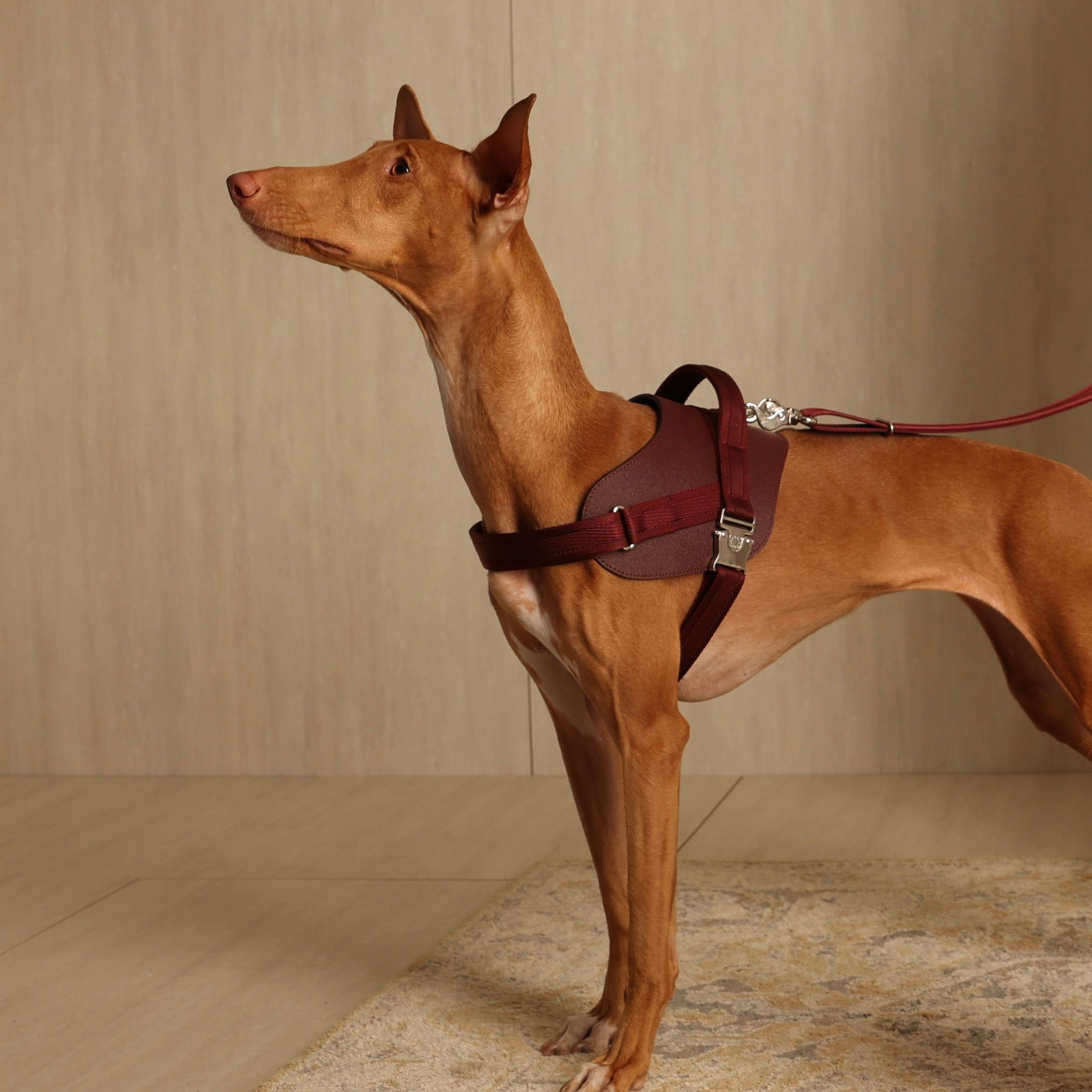 Saddle Harness_BURGUNDY