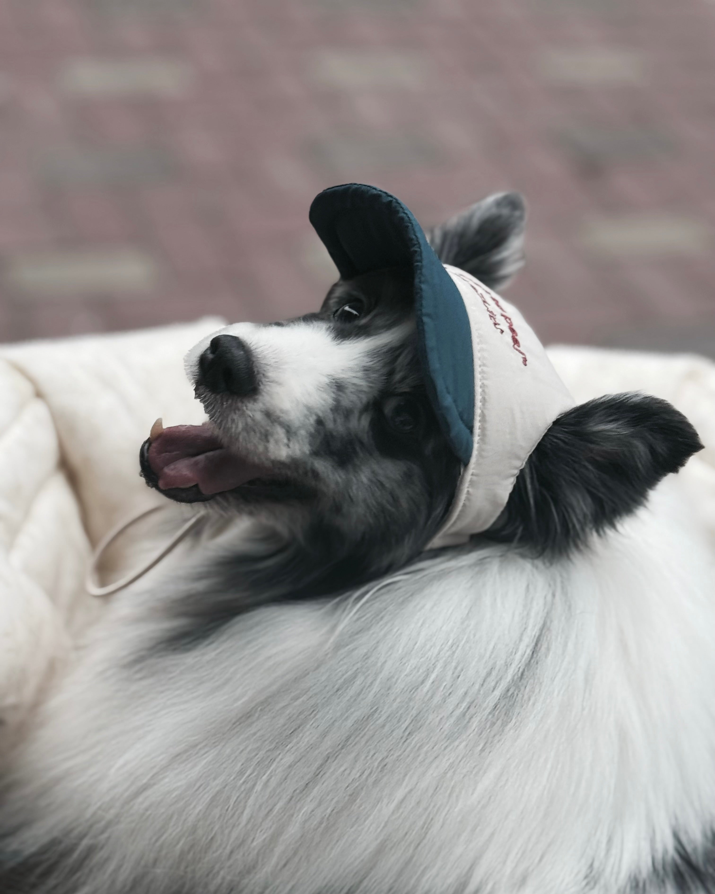 HOZI 5Panel Ballcap_BLUE