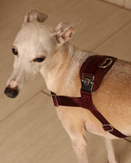[NEW] Bridle Harness BLCAK