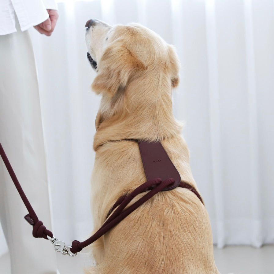 Essential Harness_BURGUNDY