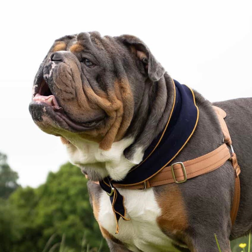 Doggy Scarf_NAVY