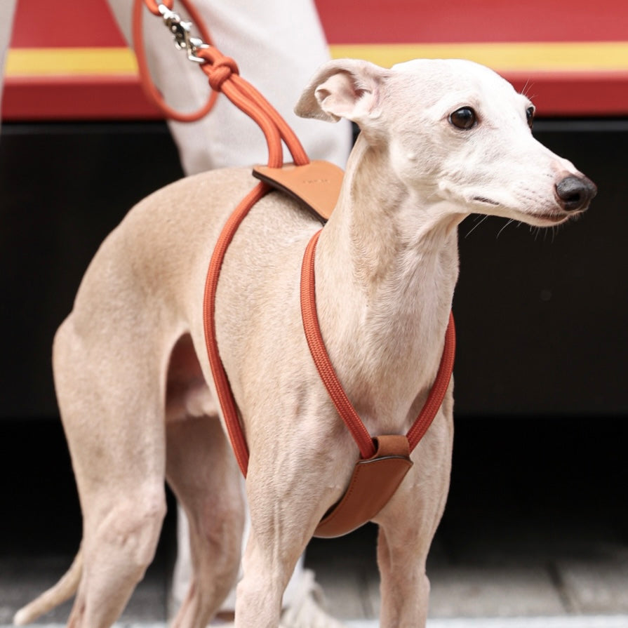 Essential Harness_ORANGE