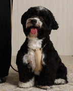 Essential Harness BEIGE