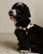 Horsebit Harness BEIGE