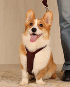 Essential Harness BURGUNDY
