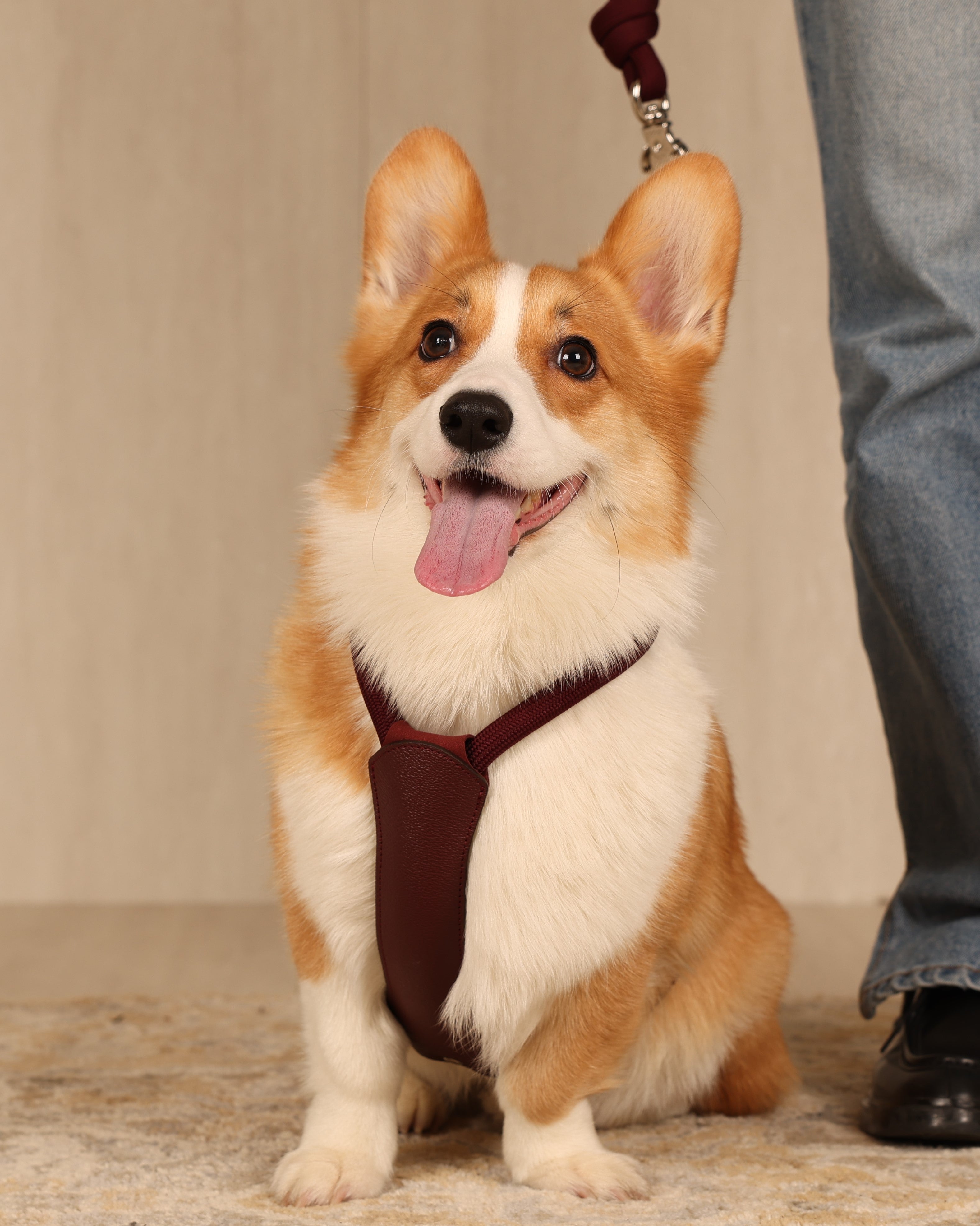 Essential Harness BURGUNDY