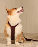 Essential Harness BURGUNDY