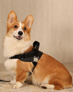 Saddle Harness BLACK