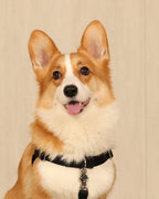 Horsebit Harness BLACK