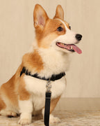 Horsebit Harness BLACK