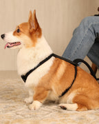 Essential Harness BLACK