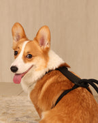 Essential Harness BLACK