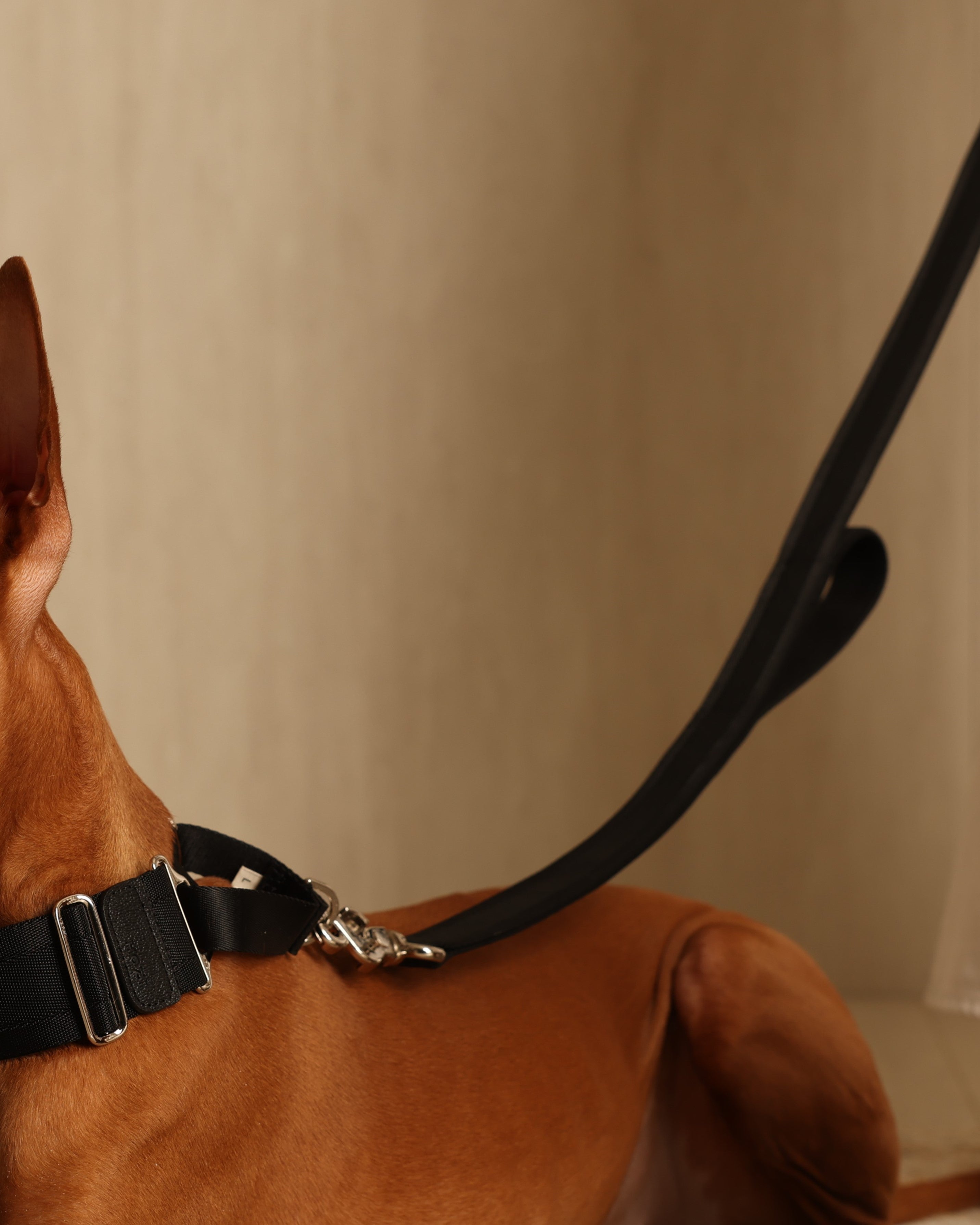 Saddle Hands-Free Lead_BLACK L