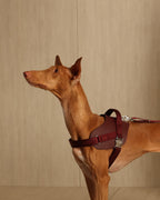 Saddle Harness BURGUNDY