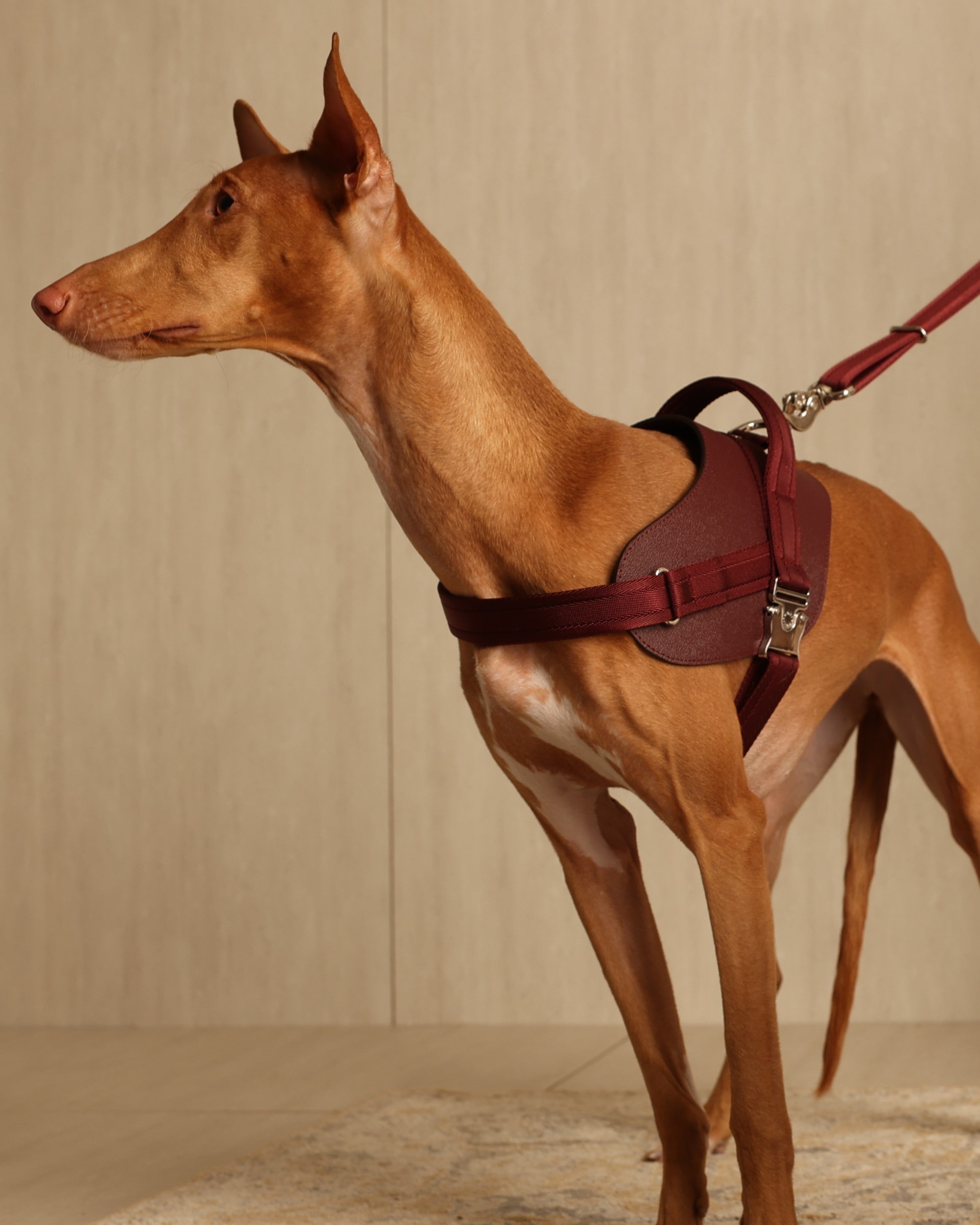 Saddle Harness BURGUNDY