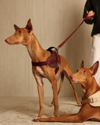 Saddle Harness BURGUNDY