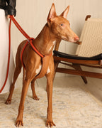 All-In-One Harness ORANGE