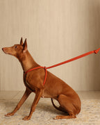 All-In-One Harness ORANGE