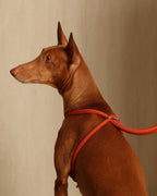 All-In-One Harness ORANGE