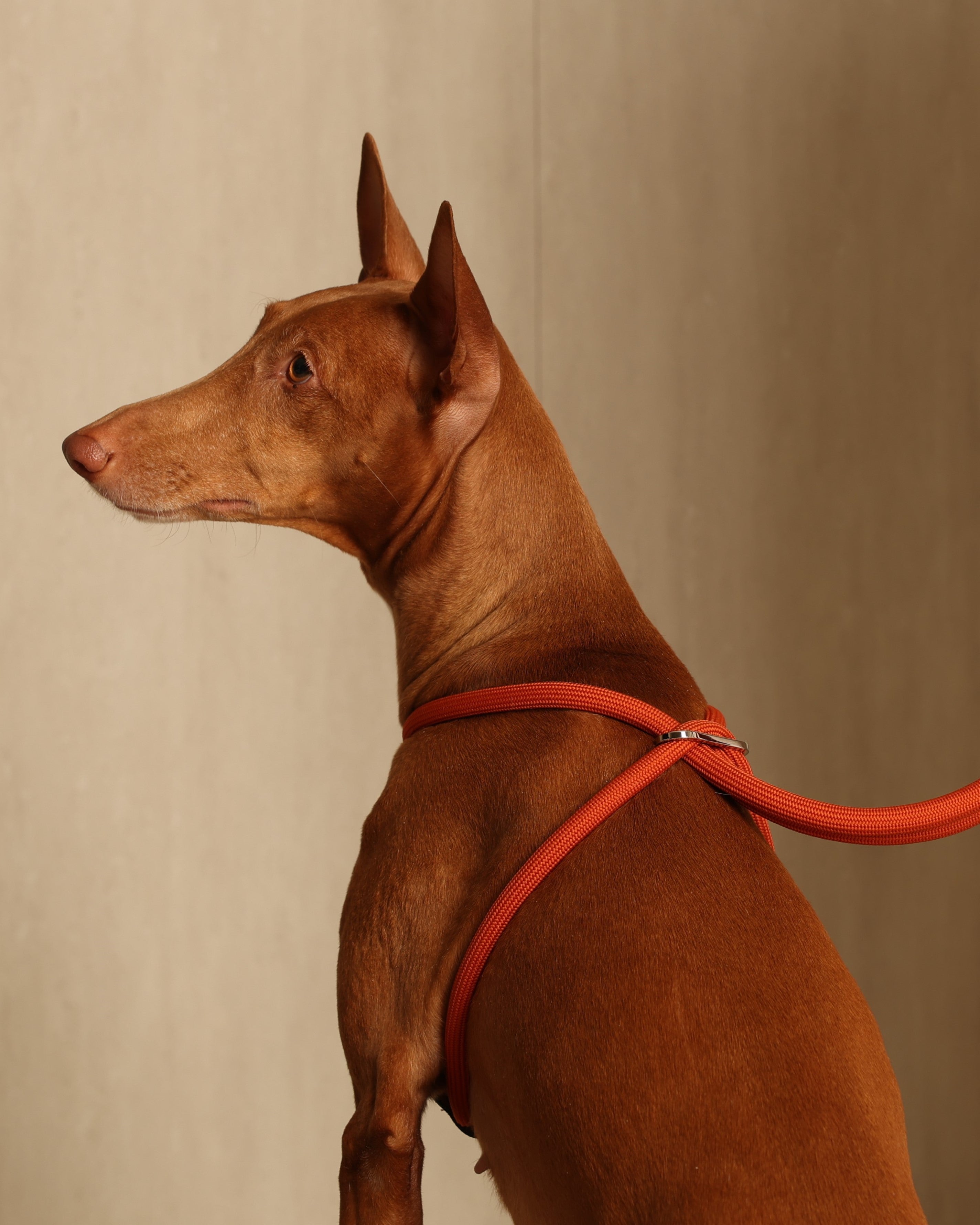 All-In-One Harness ORANGE