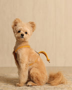 Essential Harness MUSTARD