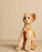 Essential Harness MUSTARD
