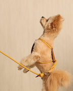 Essential Harness MUSTARD