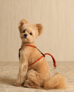 Essential Harness ORANGE