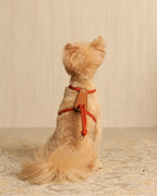 Essential Harness ORANGE
