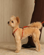 Essential Harness ORANGE