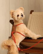 Essential Harness ORANGE