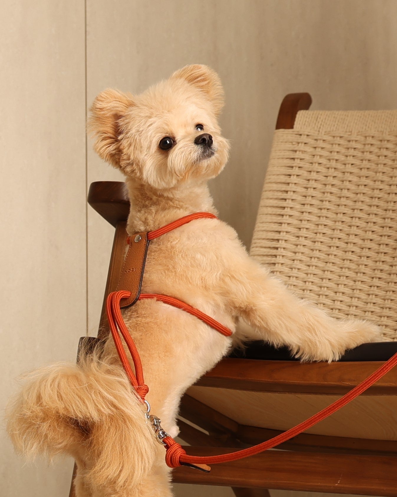 Essential Harness ORANGE