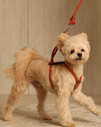 Essential Harness ORANGE