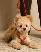 Essential Harness ORANGE