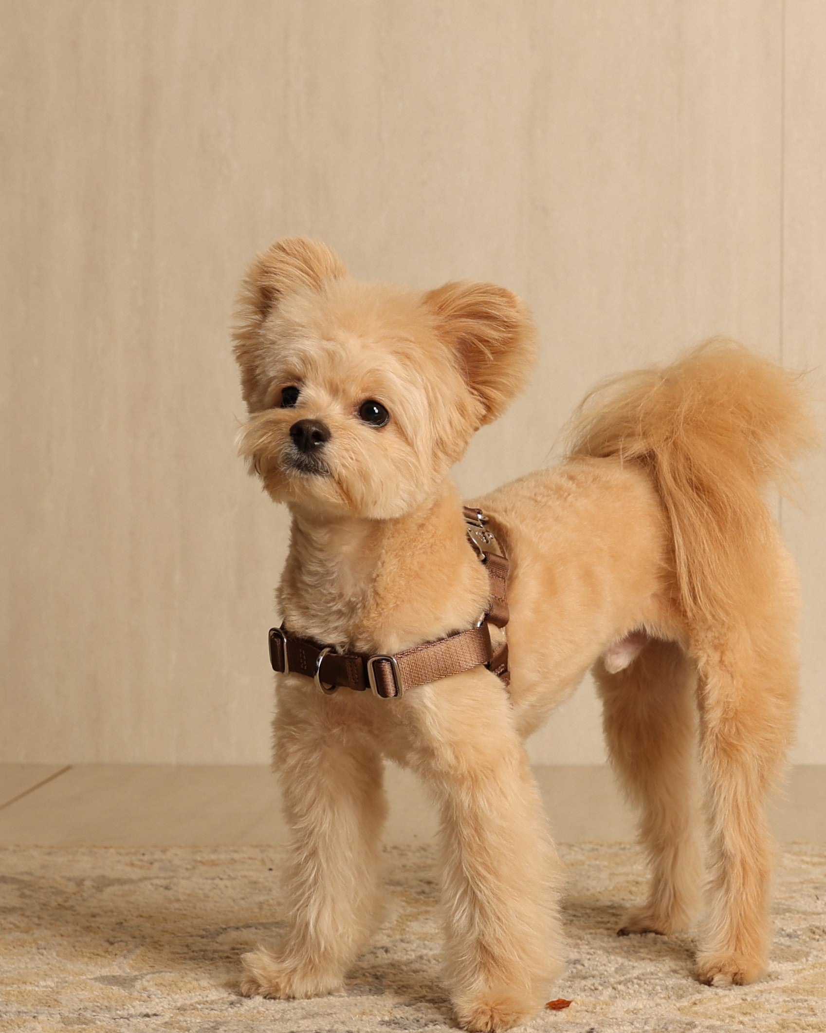 Horsebit Harness MOCHA