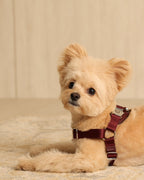 Horsebit Harness BURGUNDY