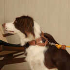 Martingale_CAMEL