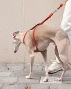 Essential Harness ORANGE
