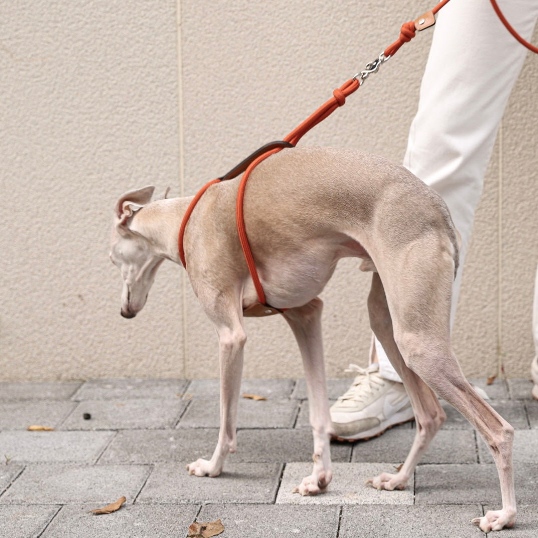 Essential Harness_ORANGE