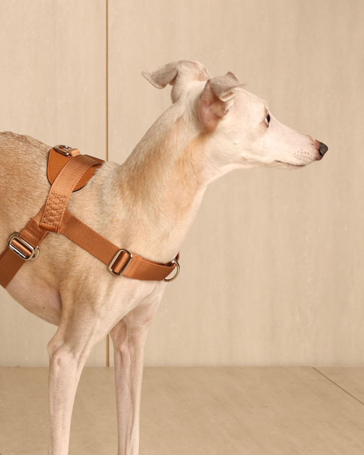 [NEW] Bridle Harness CAMEL