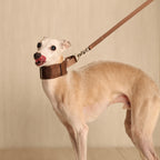 Wide Martingale_MOCHA