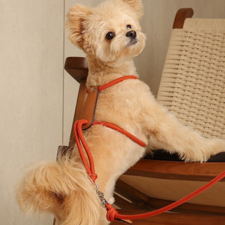 Essential Harness_ORANGE