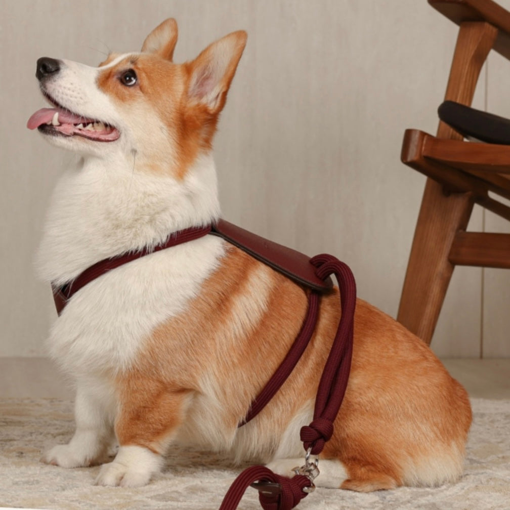 Essential Harness_BURGUNDY